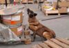 Binomio canino detecta 245 kilos de metanfetamina y 18 paquetes de hoja de coca en el AICM