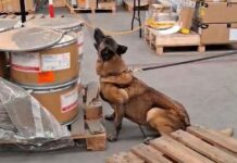 Binomio canino detecta 245 kilos de metanfetamina y 18 paquetes de hoja de coca en el AICM