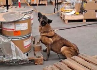 Binomio canino detecta 245 kilos de metanfetamina y 18 paquetes de hoja de coca en el AICM