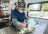 Alcaldesa Rosi Wong impulsa jornadas de esterilización gratuita en Tecámac por el bienestar de todos los seres sintientes