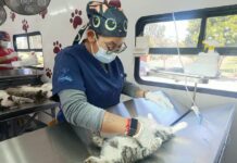 Alcaldesa Rosi Wong impulsa jornadas de esterilización gratuita en Tecámac por el bienestar de todos los seres sintientes