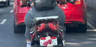Promueve Senadora Mariela Gutiérrez Acabar con Impunidad de los que Ocultan sus Placas Vehiculares para Circular
