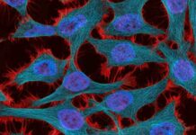 La estrategia de teragnosis contra el cáncer avanza en México hacia etapas tempranas