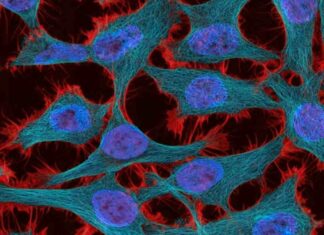 La estrategia de teragnosis contra el cáncer avanza en México hacia etapas tempranas