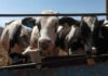 Chihuahua reanuda exportación de ganado a EU tras cierre por gusano barrenador