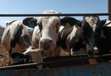 Chihuahua reanuda exportación de ganado a EU tras cierre por gusano barrenador