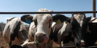 Chihuahua reanuda exportación de ganado a EU tras cierre por gusano barrenador