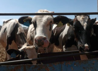 Chihuahua reanuda exportación de ganado a EU tras cierre por gusano barrenador