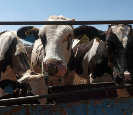 Chihuahua reanuda exportación de ganado a EU tras cierre por gusano barrenador