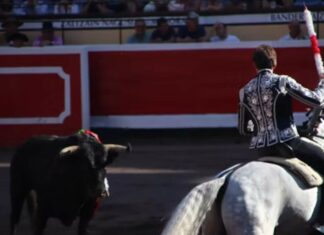 Tribunal revoca suspensión de corridas de toros en Zacatecas