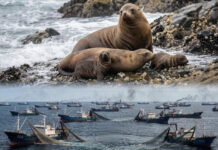 La sentencia injusta contra el lobo marino