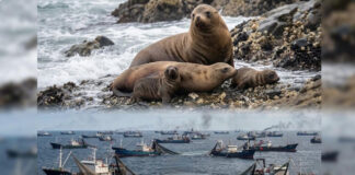 La sentencia injusta contra el lobo marino