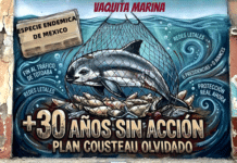 La vaquita marina: tres décadas de promesas y la sombra de la extinción