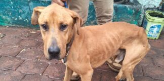 En respuesta a reporte ciudadano, Tecámac rescata a 11 animales y detiene a presunto agresor
