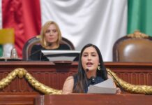 Proponen protocolo para atender a animales atropellados en CDMX
