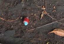 Suman 4 perros muertos por envenenamiento en Parque España; hallan cebos con insecticida
