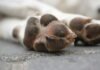 Fiscalía CDMX investiga presunto envenenamiento de perros en el Parque España