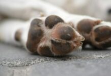 Fiscalía CDMX investiga presunto envenenamiento de perros en el Parque España
