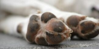 Fiscalía CDMX investiga presunto envenenamiento de perros en el Parque España